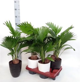 Kambarinis augalas, livistona "Rotundifol", vazono skersmuo 14 cm.