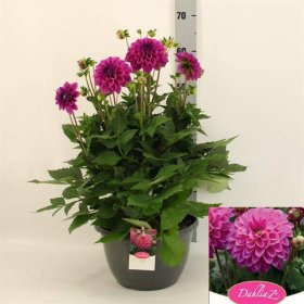 Vienmetė gėlė, jurginas "Neon Lilac", vazonėlio skersmuo 27 cm.
