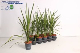 Žolinis augalas, kordilina "Peko", vazonėlio skersmuo 12 cm.