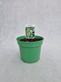 Daugiametė gėlė, auskarėliai dailieji "Alba", vazonas 1,5 l.