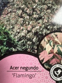 Dekoratyvinis medis, klevas "Flamingo", vazonėlio skersmuo 21 cm.