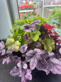 Daugiametė gėlė, alūnė (heuchera mix), vazonėlio skersmuo 30 cm.