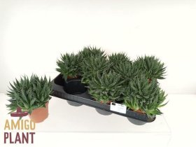 Kambarinis augalas, alavijas 'Aristata', vazonėlio skersmuo 9 cm.