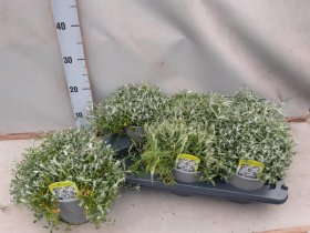 Žolinis augalas, glažutė "Silberteppi", vazonėlio skersmuo 15 cm.