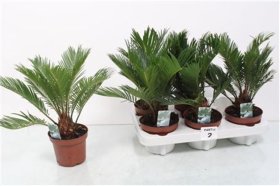 Kambarinis augalas, cykas "Revoluta", vazono skersmuo 12 cm.