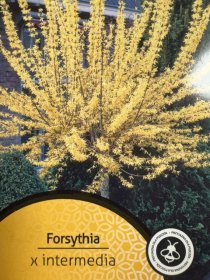 Dekoratyvinis krūmas, forsitija, ant stiebo, vazonėlio skersmuo 21 cm.