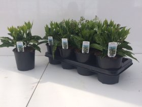 Dekoratyvinis krūmas, japoninė aukuba, vazonėlio skersmuo 14 cm.