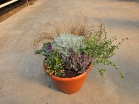 Vienmetė gėlė, rudeninių gėlių kompozicija PDB, vazonėlio skersmuo 40 cm.