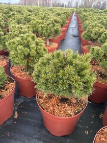 Spygliuotis, pušis kablelinė "Nana", vazonėlio skersmuo 28 cm.