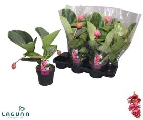 Kambarinis augalas, medinilė (Medinilla) "Lambada", vazonėlio skersmuo 14 cm.