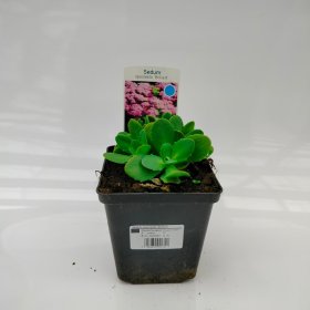 Daugiametė gėlė, šilokas "Brillant", vazonėlio skersmuo 11 cm.