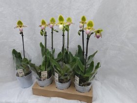 Kambarinis augalas, raibuolė, vazonėlio skersmuo 11 cm.