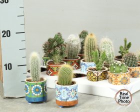 Kambarinis augalas, kaktusas, įvairūs, vazonėlio skersmuo 6 cm.