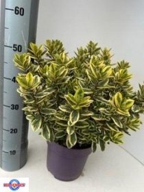 Dekoratyvinis krūmas, hebė "Golden Katrina", vazonėlio skersmuo 23 cm.