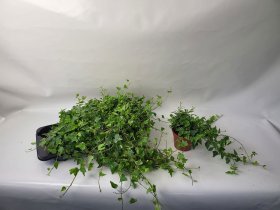 Vijoklinis augalas, gebenė "Tamara", vazonėlio skersmuo 13 cm.
