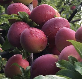 Vaismedis, slyva “Opal” (Prunus domestica)