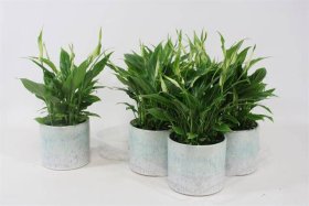 Kambarinis augalas, vėzdūnė, keraminiame vazonėlyje, vazonėlio skersmuo 12 cm.