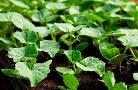 Daržovių sodinukai, cukinija "Raven", vazonėlio skersmuo 10 cm.