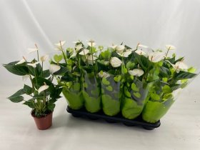 Kambarinis augalas, antūris "Baby White", vazonėlio skersmuo 12 cm.