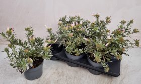 Dekoratyvinis krūmas, sidabrakrūmis, vazonėlio skersmuo 19 cm.