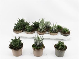 Kambarinis augalas, kalvorė (surfinija), vazonėlio skersmuo 9 cm.