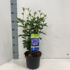 Daugiametė gėlė, kinrožė "Oiseau Bleu", vazonėlio skersmuo 23 cm.