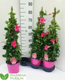 Vijoklinis augalas, mandevila "Pink", vazonėlio skersmuo 19 cm.