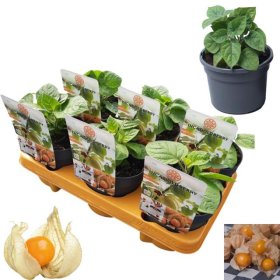 Vienmetė gėlė, dumplūnė "Peruviana", vazonėlio skersmuo 13 cm.