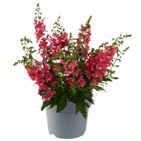 Vienmetės gėlės daigelis, angelonija "Archangel Coral"