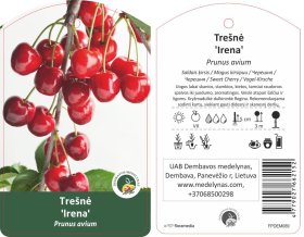 Vaismedis, trešnė "Irena"