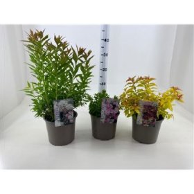 Dekoratyvinis krūmas, lanksva, vazono skersmuo 19 cm.