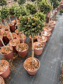 Spygliuotis, eglė paprastoji "WB Plane", ant stiebo, vazonėlio skersmuo 22 cm.