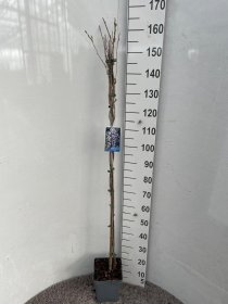 Vijoklinis augalas, visterija gausiažiedė "Domino",  vazonėlio skersmuo 21 cm.