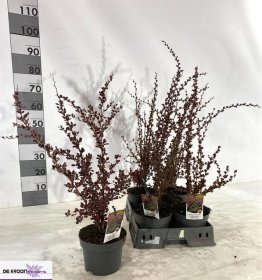 Dekoratyvinis krūmas, raugerškis, vazono skersmuo 17 cm.