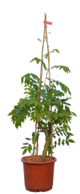Vijoklinis augalas, visterija, vazonas 10 l.