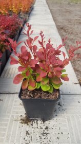 Dekoratyvinis krūmas, raugerškis tunbergo "Rubin", vazonėlio skersmuo 9 cm.