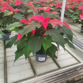 Kambarinis augalas, puansetija, vazonėlio skersmuo 12 cm., Ø30-35 cm (kilmės šalis LT)