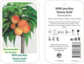 Vaismedis, mini persikas "Honey Gold"