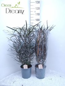 Kambarinis augalas, grakščioji nėrūnė, vazono skersmuo 21 cm.