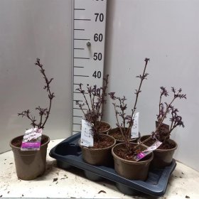 Dekoratyvinis krūmas, šeivamedis "Black Lace", vazonėlio skersmuo 17 cm.