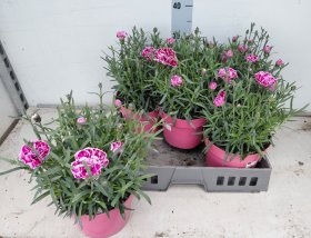 Daugiametė gėlė, gvazdikas "Capitan S Henry", vazonėlio skersmuo 19 cm.