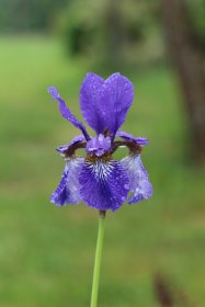 Daugiametė gėlė, vilkdalgis sibirinis, vazonas 2 l.