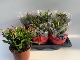 Kambarinis augalas, plokštenis (Schlumbergera), vazonėlio skersmuo 17 cm.