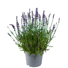 Daugiametė gėlė, tikroji levanda, vazonėlio skersmuo 14 cm.