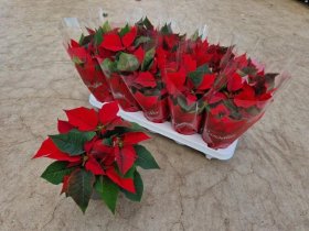 Kambarinis augalas, puansetija, vazonėlio skersmuo 12 cm.