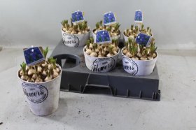 Daugiametė gėlė, žydrė, vazono skersmuo 17 cm.