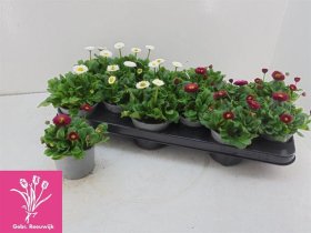 Daugiametė gėlė, saulutė, vazonėlio skersmuo 11 cm.