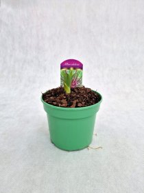 Daugiametė gėlė, česnakas stipinuotasis, vazonas 1,5 l.