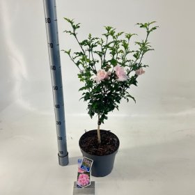 Daugiametė gėlė, kinrožė "Pink Chiffon", ant stiebo, vazonėlio skersmuo 23 cm.