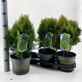 Spygliuotis, tuja rytinė "Aurea Nana", vazonėlio skersmuo 19 cm.